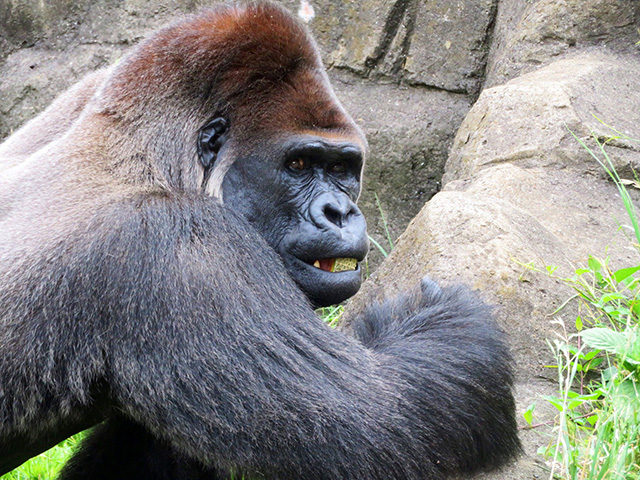 ゴリラの“モンタ”/千葉市動物公園(千葉県)