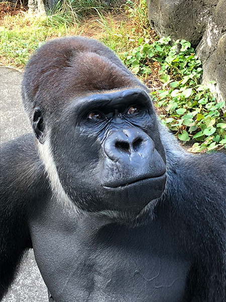 ゴリラの“モンタ”/千葉市動物公園(千葉県)