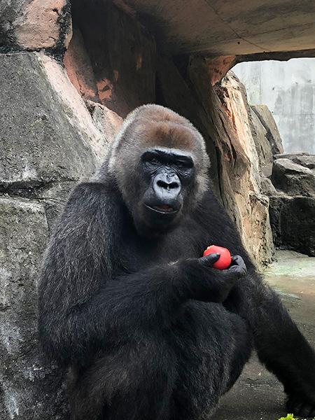 ゴリラの“ローラ”/千葉市動物公園(千葉県)