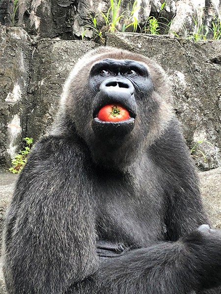 ゴリラの“ローラ”/千葉市動物公園(千葉県)
