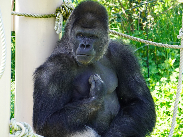 ゴリラの“シャバーニ”/東山動植物園(愛知県/名古屋市)