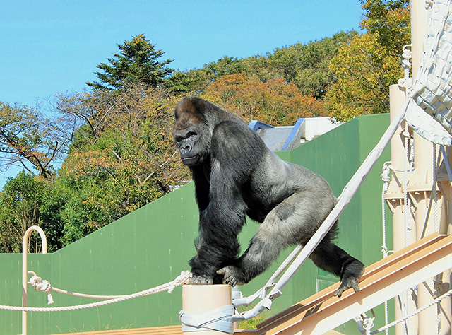 ゴリラの“シャバーニ”/東山動植物園(愛知県/名古屋市)