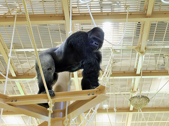 ゴリラの“シャバーニ”/東山動植物園(愛知県/名古屋市)
