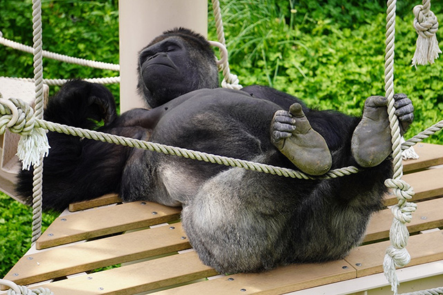 ゴリラの“シャバーニ” 写真提供:東山動植物園/東山動植物園(愛知県/名古屋市)