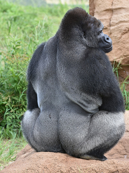 ゴリラの“シャバーニ”/東山動植物園(愛知県/名古屋市)