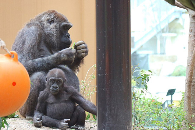 京都市動物園のゴリラの親子(京都府)