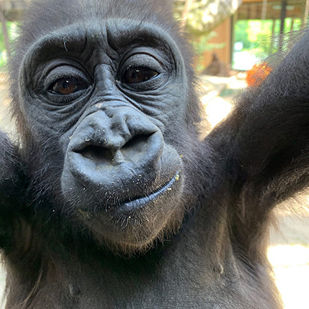 ゴリラの“キンタロウ”/京都市動物園(京都府)