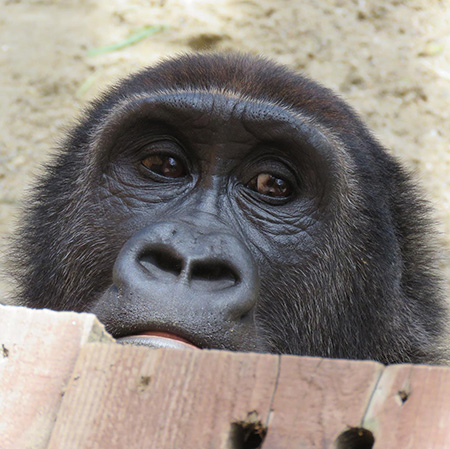 ゴリラの“ゲンタロウ”/京都市動物園(京都府)