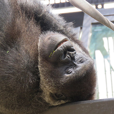 ゴリラの“ゲンキ”/京都市動物園(京都府)