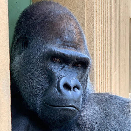 ゴリラの“モモタロウ”/京都市動物園(京都府)