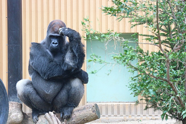 ゴリラの“モモタロウ”/京都市動物園(京都府)