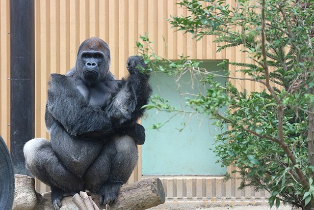ゴリラの“モモタロウ”/京都市動物園(京都府)
