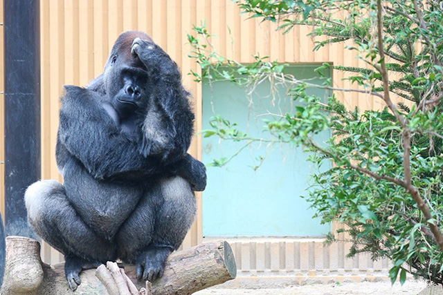 ゴリラの“モモタロウ”/京都市動物園(京都府)