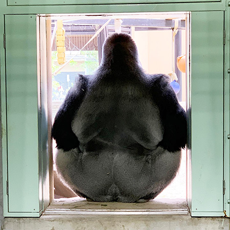 ゴリラの“モモタロウ”/京都市動物園(京都府)