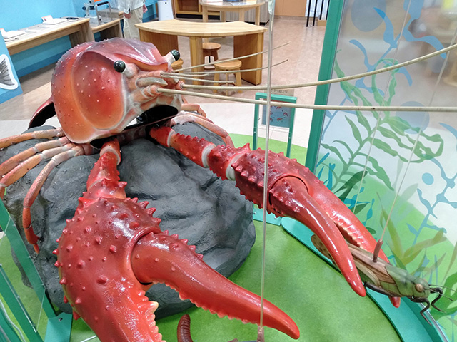 リアルな巨大ザリガニ/滋賀県立琵琶湖博物館(滋賀県/草津市)