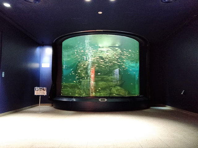 水族展示室/滋賀県立琵琶湖博物館(滋賀県/草津市)