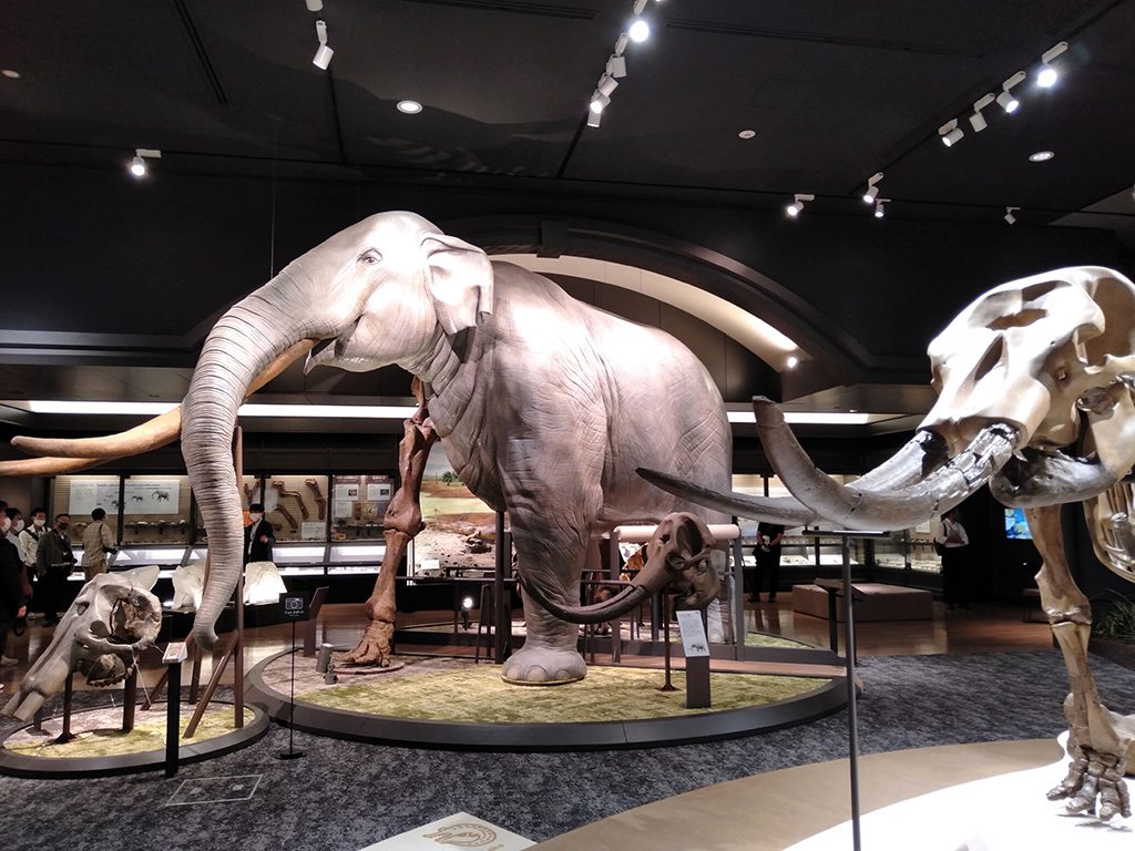 ツダンスキーゾウの半身半骨展示/滋賀県立琵琶湖博物館(滋賀県/草津市)