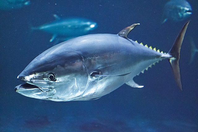 「アクアシアター」のクロマグロ/東京都葛西臨海水族園(江戸川区)