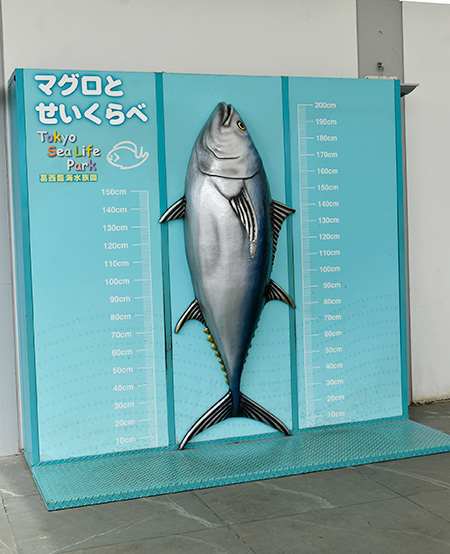 「マグロとせいくらべ」/東京都葛西臨海水族園(江戸川区)