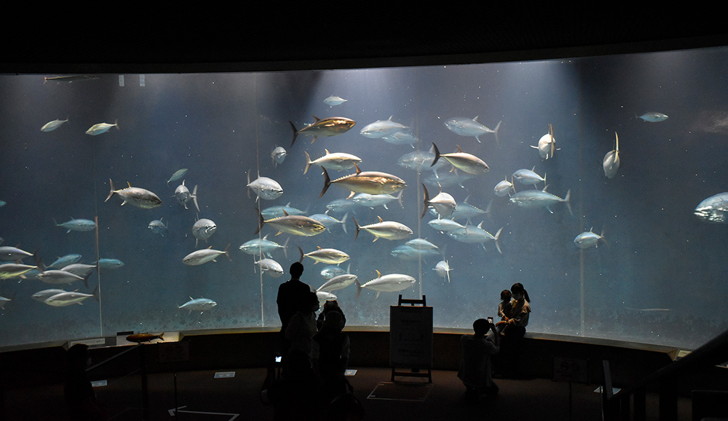 水槽を泳ぐクロマグロ/東京都葛西臨海水族園(江戸川区)
