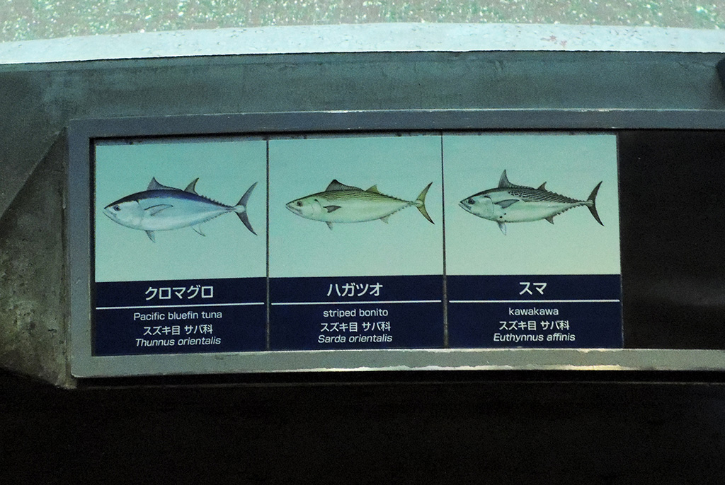 クロマグロ、クロマグロ、スマ/東京都葛西臨海水族園(江戸川区)
