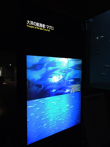 「大洋の航海者・マグロ」解説/東京都葛西臨海水族園(江戸川区)