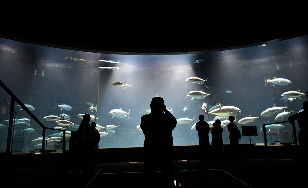 水槽を泳ぐクロマグロ/東京都葛西臨海水族園(江戸川区)