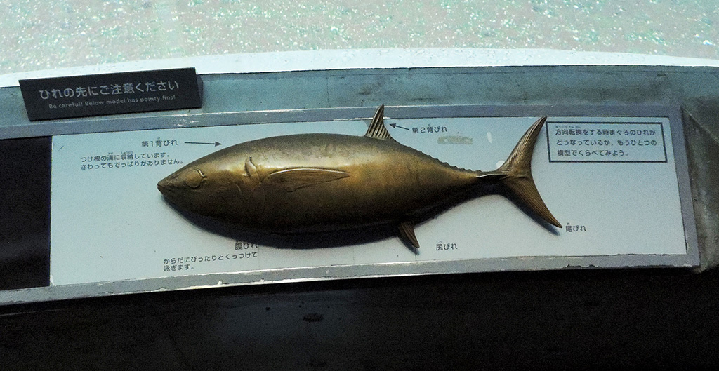 クロマグロのヒレについての解説/東京都葛西臨海水族園(江戸川区)