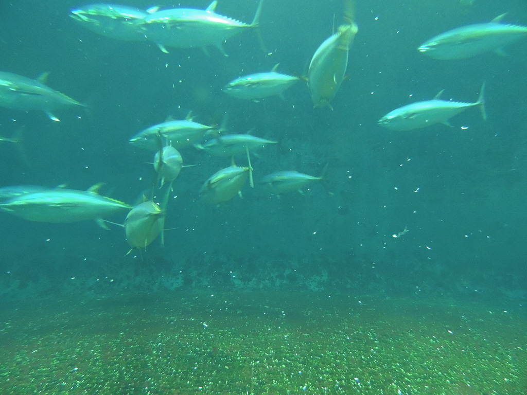 水槽の底に落ちている“耳石”/東京都葛西臨海水族園(江戸川区)