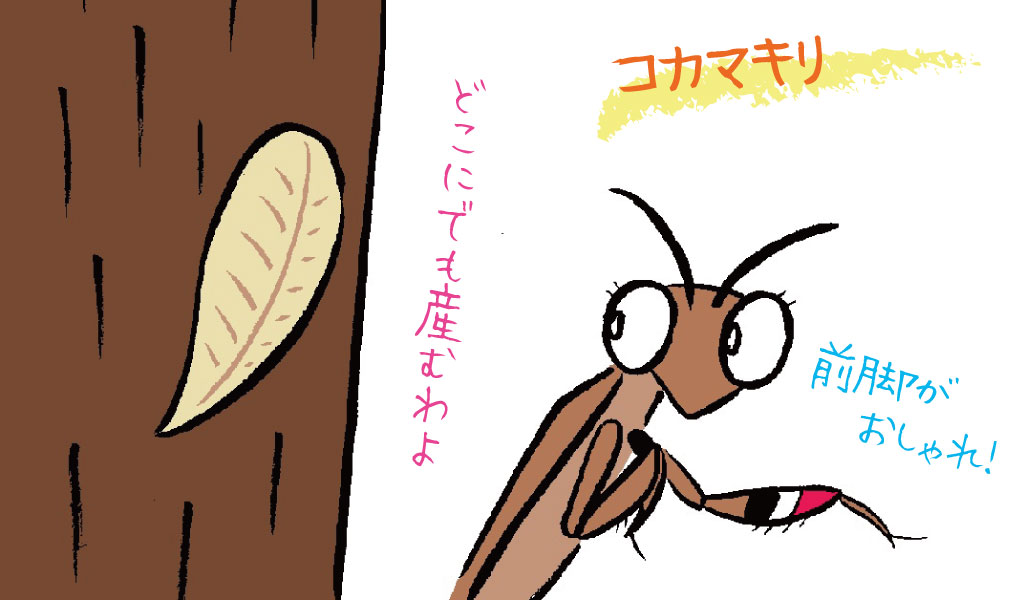 ハラビロカマキリ