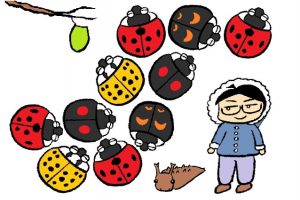 冬は昆虫採集より冬越しの観察！蛹・幼虫・卵…テントウムシの集団越冬も必見