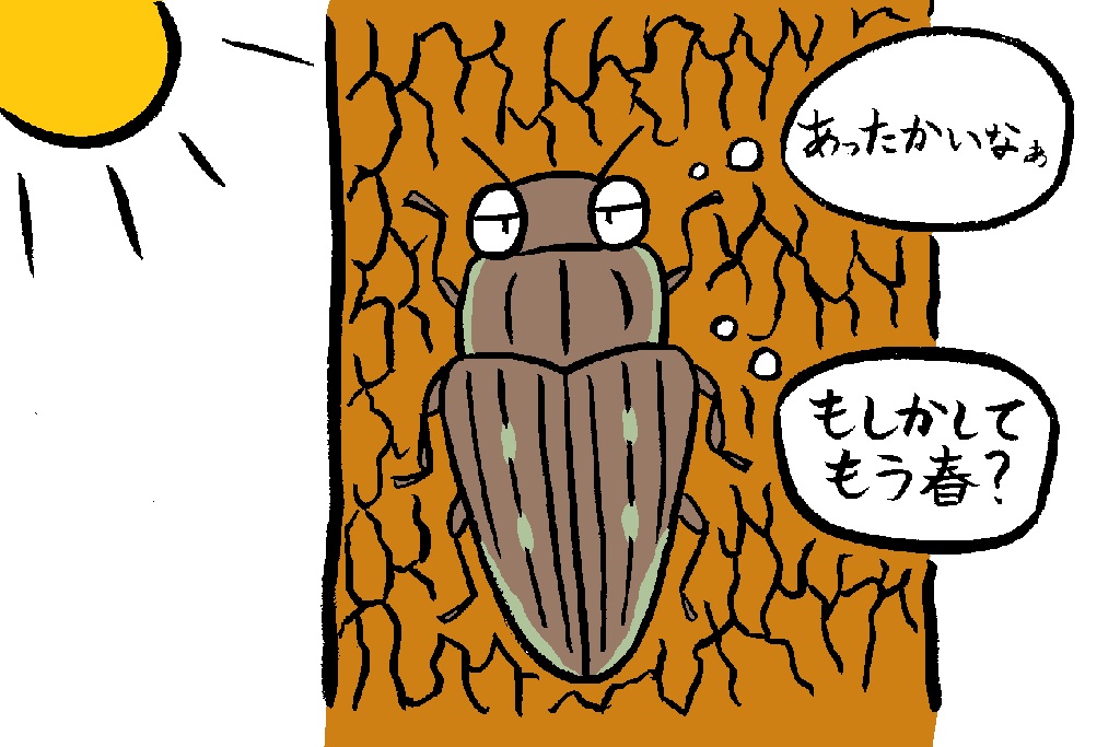 ウバタマムシ