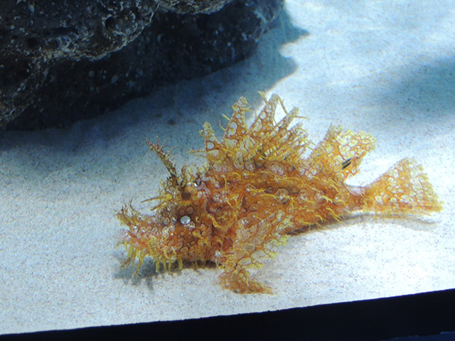 ボロカサゴ/アクアワールド茨城県大洗水族館(大洗町)
