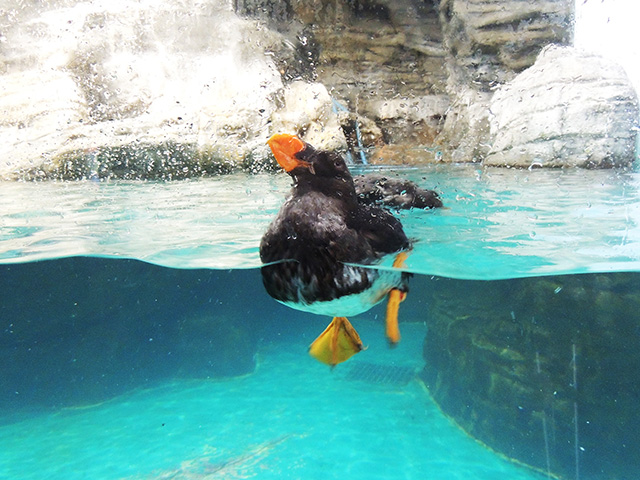 エトピリカ/アクアワールド茨城県大洗水族館(大洗町)