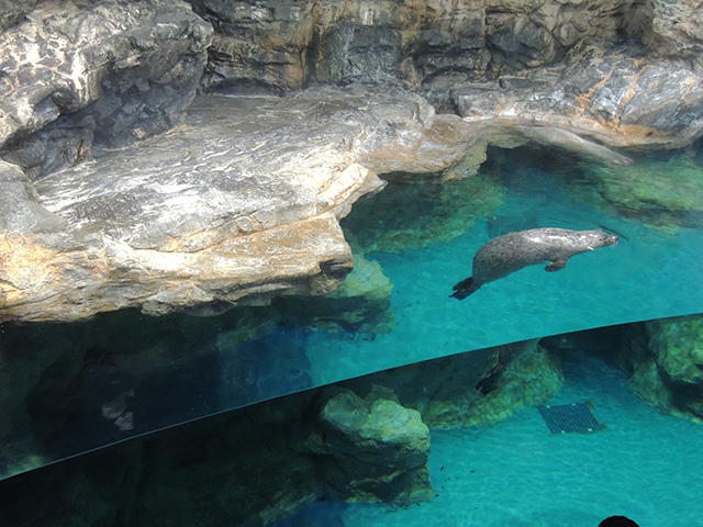 ゴマフアザラシ/アクアワールド茨城県大洗水族館(大洗町)