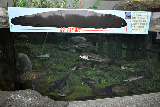 水槽にいるオオウナギ/アクアワールド茨城県大洗水族館(大洗町)