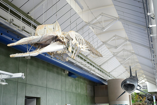 マッコウクジラやセミクジラの全身骨格標本/アクアワールド茨城県大洗水族館(大洗町)