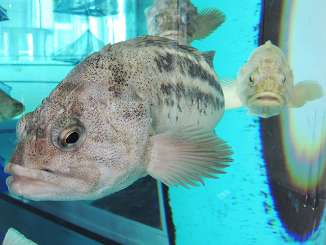 シマゾイ/アクアワールド茨城県大洗水族館(大洗町)