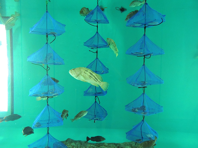 ホタテガイ養殖の様子を再現/アクアワールド茨城県大洗水族館(大洗町)