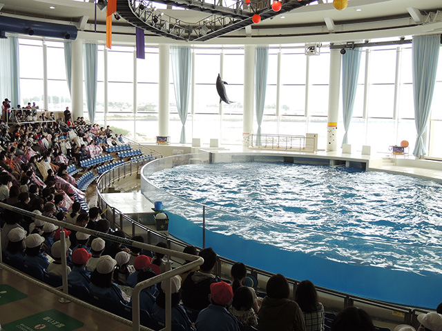 「イルカ・アシカオーシャンライブ」/アクアワールド茨城県大洗水族館(大洗町)
