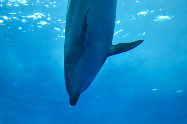 バンドウイルカ/アクアワールド茨城県大洗水族館(大洗町)