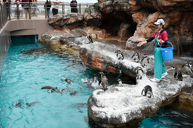 「お食事タイム」のフンボルトペンギン/アクアワールド茨城県大洗水族館(大洗町)