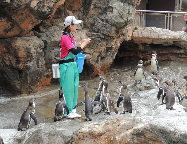 「お食事タイム」のフンボルトペンギン/アクアワールド茨城県大洗水族館(大洗町)