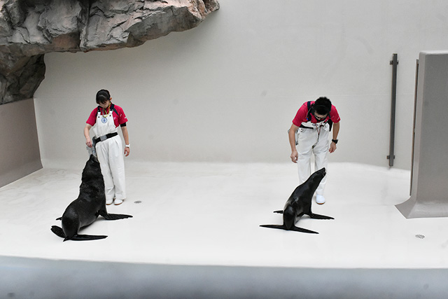 オタリア(左)ミナミアメリカオットセイ(右)/アクアワールド茨城県大洗水族館(大洗町)