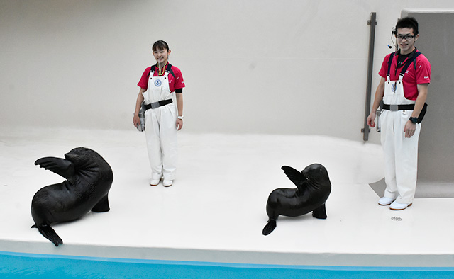 オタリアとミナミアメリカオットセイの「お食事タイム」アクアワールド茨城県大洗水族館(大洗町)