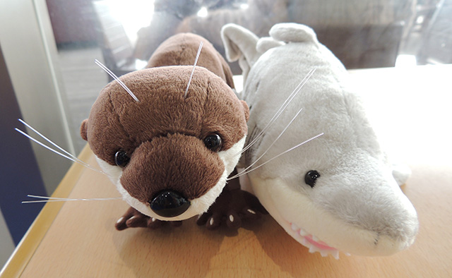カワウソとシロワニのぬいぐるみ/アクアワールド茨城県大洗水族館(大洗町)