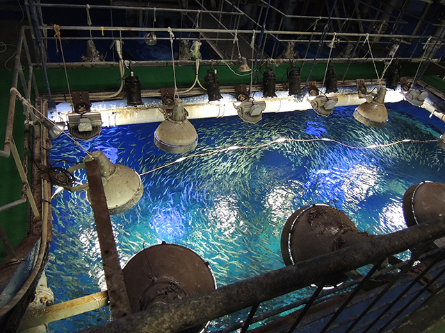 水族館探検ツアー/アクアワールド茨城県大洗水族館(大洗町)