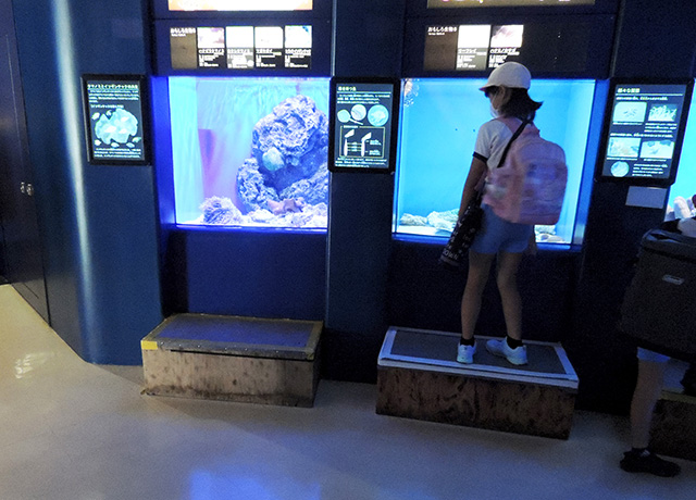 子連れに便利な水槽前の台/アクアワールド茨城県大洗水族館(大洗町)
