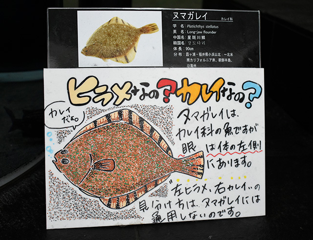 わかりやすい手書きの解説/アクアワールド茨城県大洗水族館(大洗町)