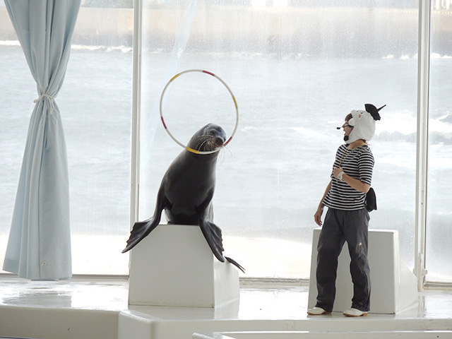 アシカショーの様子/アクアワールド茨城県大洗水族館(大洗町)